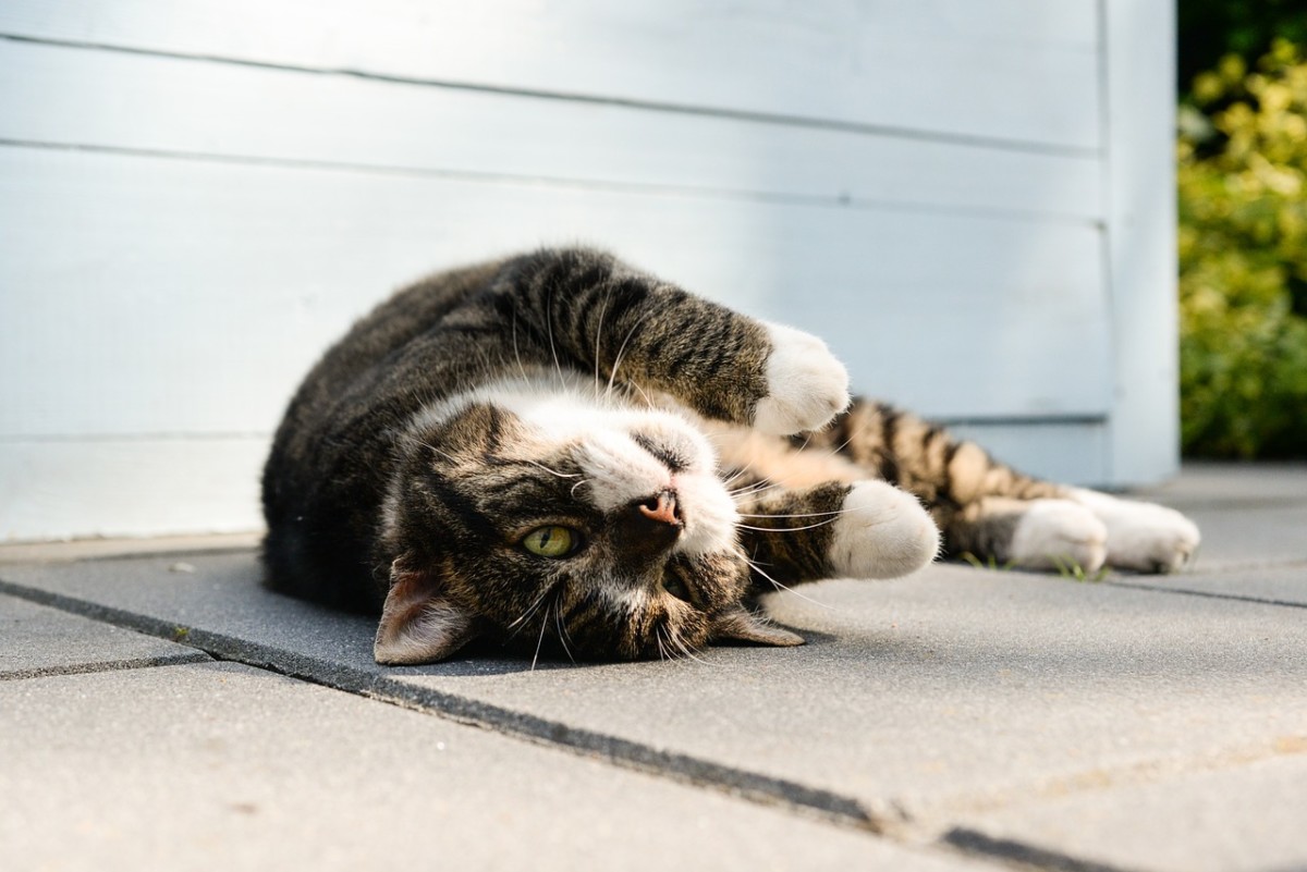 Cat laying on ground