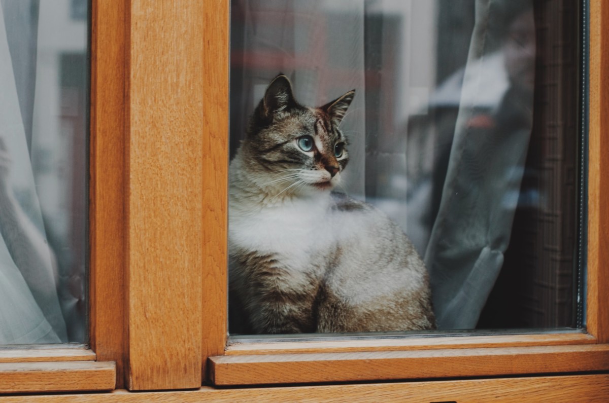 4 Catio Ideas Your Indoor Cat Will Love